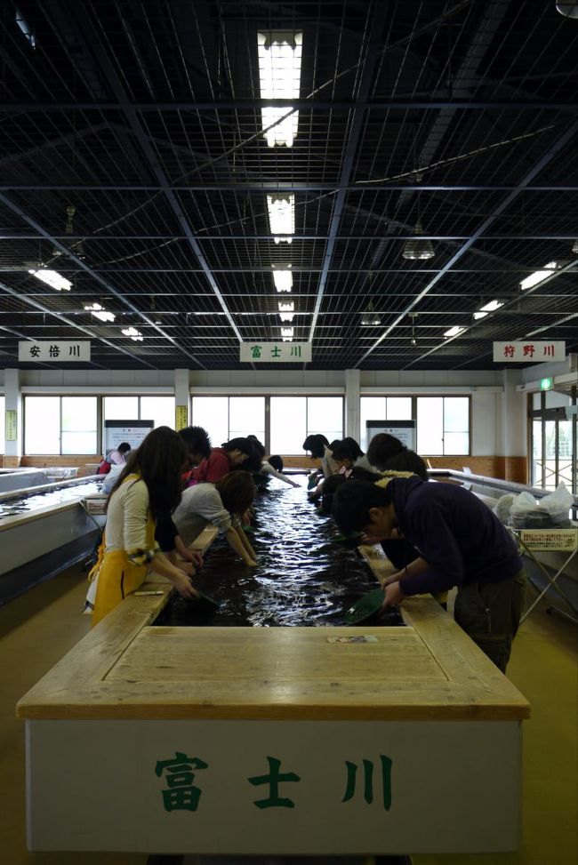 土肥金山資料館 黄金館（おうごんのやかた）のショップでお買い物の後は、子供達がお楽しみの砂金館に向かいます。<br /><br />砂金館では温水槽にパンニング皿を入れて砂金を掬い、３０分一本勝負で一攫千金を狙います。<br /><br />