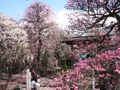 やっと春が来た：梅と桜とスカイツリー