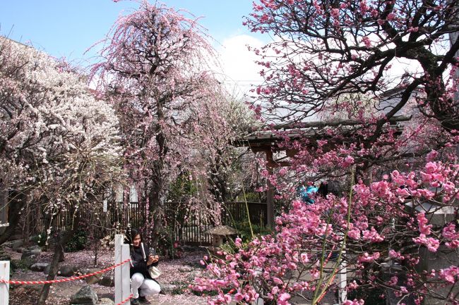 やっと春が来た!スカイツリーをバックに梅の花と早咲きの桜を楽しみました。<br />スカイツリーの開業まで2ヶ月足らずとなり、何かと注目される墨田区にある香梅園と向島百花園へ行って来ました。<br />香梅園は、今でこそこじんまりとした梅園ですが、江戸時代には将軍も御成りになった梅の名所「小村井梅園」があったそうです。