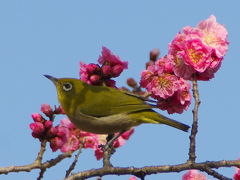 梅花香る京都御苑でメジロと戯れる