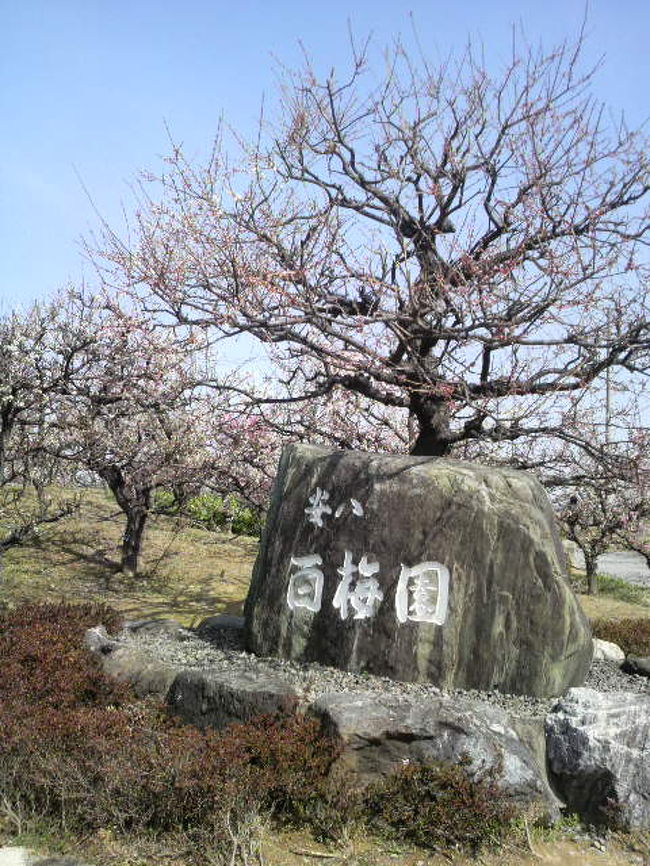 百梅林の梅綺麗に綺麗に咲きました。。。<br /><br />伊吹山、御嶽山見えました、凛々しいですね。。。