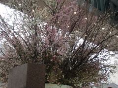「桜を見上げよう」