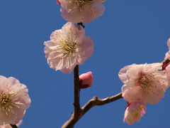 府中の森公園　梅花　卒業式