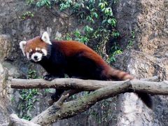 春のレッサーパンダ紀行【３】　多摩動物公園　期間限定短期出張中のシュンシュン君に会いに