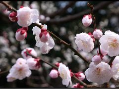 雨の天神さん