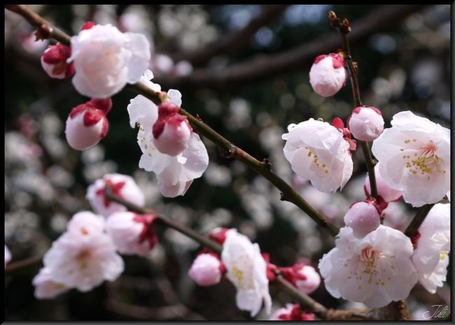 25日の天神さんの市に行きたくて、念願かなって行ったものの…雨の中の梅見となりました。<br />今年は桜がまだ咲いてなくて、ちょっと残念。<br />来年は晴れた青空の下お花見したいです。