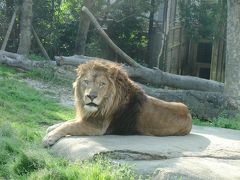 ほんの一時間だけ、ご近所の到津の森公園へ！