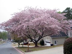あ～あ、今年は桜、もう終わっちゃった・・・〈ｉｎ アトランタ〉