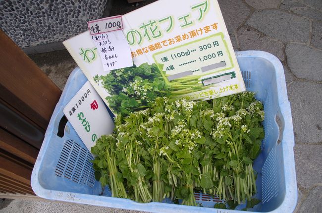 2012年3月18日　長野県安曇野　大王わさび農場へ旬の味、わさびの花を求めて。