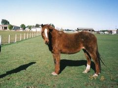 生まれて初めての海外! ニュージーランドでホームステイ ①Invercargillでホストファミリーとご対面!編