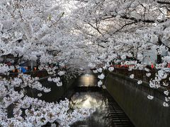速報　2012春　目黒川桜　開花情報　　満開そして散り始め（4月9日現在）