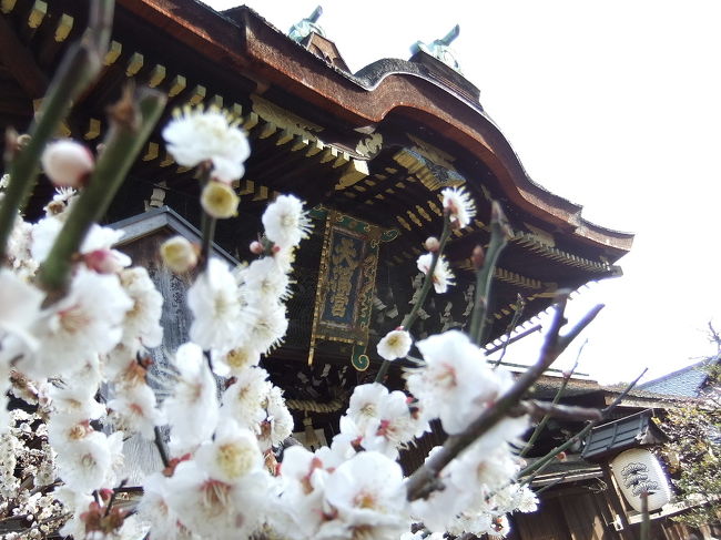 桜の前に、梅の花を見に京都へ。