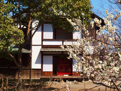 府中市郷土の森博物館　梅まつり−１　梅花　カタクリ　クリスマスローズ