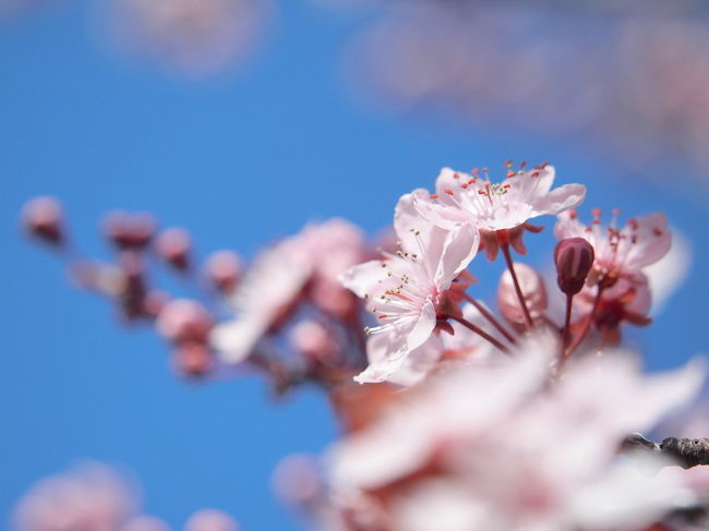 春先のバンクーバーは、ピンクの花があちこちに咲いています。<br />並木道になっているところもあり、春の訪れを知り、とても素敵です。<br /><br />カナダ人が Cherry Blossomsと呼ぶこの花。<br />日本人は、桜？いや、違う梅だ。桃じゃないの？<br />と、ケンケンガクガク。<br /><br />さて、この可愛らしいピンクの花の正体は？<br /><br />