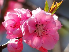 国府の松原に行った帰り梅の花が咲いていたので撮影しました。