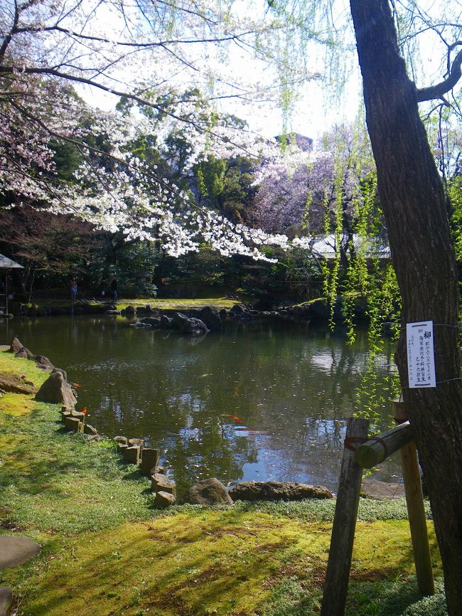 桜の咲き始めの季節に東京神田神保町から千鳥ヶ淵、そして靖国神社を歩きました。<br />東京生まれでも東京育ちでもない人間にとっては新鮮な驚きがたくさんありました。<br /><br />東京の中心部、千代田区には世界最大の「本の街」があります。約180店舗といわれる古書店の多くは、靖国通りと白山通りが交わる神保町交差点を中心とした地域に密集しています。広く東はＪＲ神田駅、北はＪＲ水道橋駅やＪＲ御茶ノ水駅方面にかけてもこのうちの30店舗ほどが点在しています。<br /><br />最近は電子書籍が台頭しはじめ、携帯やi-padで本を読む方も増えてきました。しかし、新作はともかくとして古書や古地図などはやはり現物しかありません。智慧の元は本、文献にあります。古代のアレキサンドリアには膨大な蔵書があったそうですが、大半が消失してしまい、そのため考古学上貴重な発見が遅れたり、曲解されているようです。日本も国会図書館と同時にこの古書街を守る責務がありそうです。<br /><br />また近くの千鳥ヶ淵には無名戦士が眠る墓苑があり、通りを隔てて靖国神社があります。せっかく神保町を訪れたのですから、桜の美しさと探検気分でこの墓苑と神社をも訪問しました。<br />そして、こちらも歴史の重みを背負って佇んでいましたーーー。