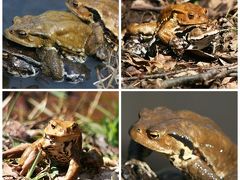 町田の里山で春の息吹を感じる