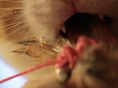 【猫カフェ47】 お店の中に、私の猫写真をたくさん飾ってもらっています　「猫の箱」