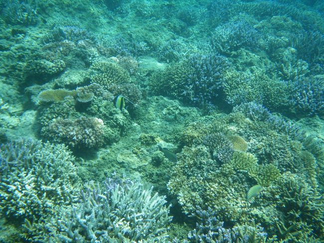 初めて行ったフィジーはマナ島旅行記２回目。<br /><br />マナ島に着いて翌日にようやくノースビーチでシュノーケル。<br />あまりの珊瑚の美しさに大感動したのでした。<br />セブの離島に行ったときも感動しましたが、<br />今回はそれを上回るものでした。<br />
