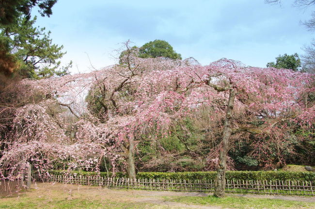 桜の開花が待たれる昨今<br />例年であればほぼ満開を迎えている京都御所の糸桜<br />28日に開花宣言　様子を見に出かけてきました。<br /><br />近日中に京都にお越しの方がいらっしゃったので<br />とりあえず簡単ですが参考になればと思いアップ致します(^^ゞ<br /><br />この日は御所の北側にある近衛邸跡から南下して<br />桃林、梅林、出水の川、宗像神社、境町御門の順で散策しました。<br /><br />京都御苑の地図<br />http://www.env.go.jp/garden/kyotogyoen/2_guide/map.html<br /><br />2011年京都御苑の桜<br />3月24日　http://4travel.jp/traveler/masamana-jyugon/album/10555276/<br />3月31日　http://4travel.jp/traveler/masamana-jyugon/album/10555787/<br /><br />2010年<br />http://4travel.jp/traveler/masamana-jyugon/album/10442327/<br />