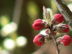 京都御所・・・・・・桃の花を愛でに・・・・・蕾が大きく膨らみ希望を感じさせてくれます＾−＾