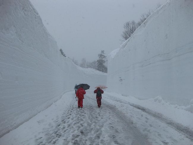 冬季閉鎖中だった八甲田ゴールドラインが開通する前に雪の回廊を見ながら歩こうというイベントがあります。<br />それに、両親が参加してきました。<br />私も行きたかったのですが、用事があったので断念…。<br />写真を撮ってきてくれたので何枚がご紹介します。<br />今年は大雪だったため、やはり例年よりも壁は高かったようです。