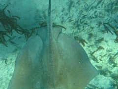 2010年12月　ベリーズ(サンイグナシオ・サンペドロ)