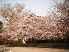 臼杵城公園の桜はもう少しで見ごろ