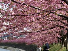 小さな旅●岡崎市乙川河岸に咲く河津桜（カワズザクラ）