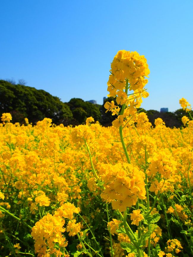 【日帰りの旅。浜離宮恩賜庭園＆築地・月島・佃島散歩（所要約５時間）】<br /><br />春の休日。<br /><br />前から浜離宮恩賜庭園の菜の花を一度観にゆきたいと思っていたところ、そろそろ菜の花が満開らしいとのこと。<br />ちょうど天気もよくぷらぷら歩くには絶好の日だったので、築地から月島をとおり佃島のあたりまで（再度「江戸東京まちなか散歩」と自分の中で旗印として）足を延ばしてみることに。<br /><br />今回も、華麗な花々に加え、街中に残る江戸時代からの歴史や面影をいろいろと観てまわることができました♪<br />（毎度のことですが）こうやって歩いてみると、東京も面白いなあということを再認識。<br /><br />※花の写真が入ってくると、どうしてもアップする枚数が多くなってしまいますが、ご容赦ください。<br /><br />〔本日の行程〕<br />・JR新橋駅～旧新橋停車場～浜離宮恩賜庭園～築地市場～本願寺築地別院 （築地本願寺）～波除稲荷神社～勝鬨橋（かちどきの渡し跡）～月島（もんじゃストリート）～住吉神社～石川島灯台（人足寄場跡）～佃公園・石川島公園～佃島渡船の碑～蘭学事始地～浅野内匠頭邸跡～東京メトロ築地駅<br /><br />〔江戸東京まちなか散歩【１】～向島界隈から東京スカイツリーまで～〕<br />http://4travel.jp/traveler/akaitsubasa/album/10616378/<br />〔江戸東京まちなか散歩【番外編】～2012 六義園「しだれ桜と大名庭園のライトアップ」～〕<br />http://4travel.jp/traveler/akaitsubasa/album/10658872/