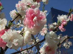 ･*。2012大阪・桜の開花状況。*･【大阪城公園（桜・桃園）】の見頃はいつ？★ご近所桜日記で満開予想