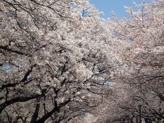 ･*。2012大阪・桜の開花状況。*･【大川沿い・毛馬桜之宮公園】の見頃はいつ？★ご近所桜日記で満開予想