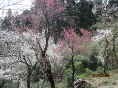 八王子城址公園の梅林。