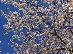 2012年春～のんびり村の桜と桃～下田市蓮台寺