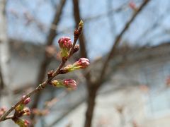 銀閣寺と哲学の道へ。桜の開花はもう少しです。