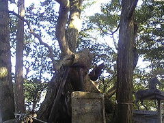 天然記念物の樹齢約２千年の大楠がある大宮神社