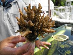 珊瑚好きのパラダイス！？　さんご畑に行ってきた。