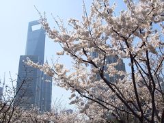 上海★櫻花開了！ぽかぽか陽気の春上海