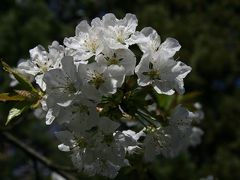 ソー公園の桜はあと少し！/ Parc de Sceaux, France