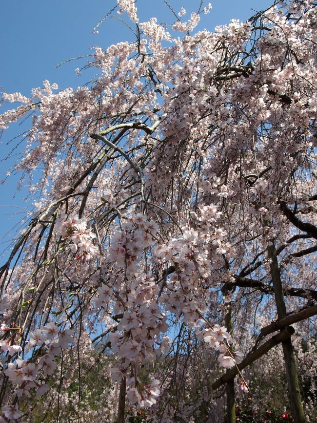 桜が咲き始めてあっという間に見頃に。<br />天気が良くてお出かけ日和だったので、友達を誘ってお花見行ってきました^^*