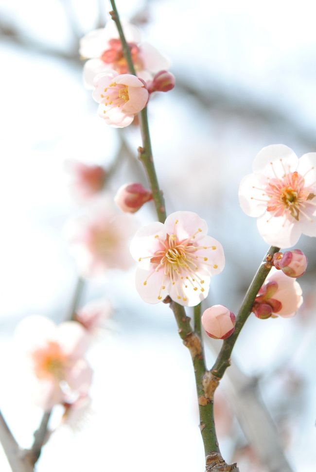 まるで北国の春のやうに<br />コブシもモクレンも梅も桜もレンギョウもいちどきに咲きはじめる<br />ことしの関東の春。<br /><br />北国の人々の春の待ち遠しさ嬉しさを、ちょっぴりは実感できたかな。<br />東北の方々にもはやくあたたかいやさしい春が訪れますやうに。<br /><br />去年訪れた時にはちょっぴりしか咲いてなかった吉野梅郷。<br />ボランティアガイドも板についたお友達の案内で楽しい1日となりました♪<br /><br />去年のはこちらです。Japan　吉野梅郷　～ミツバチばあやの冒険～http://4travel.jp/traveler/tougarashibaba/album/10550804/ <br /><br /><br />吉野梅郷のＨＰはこちら<br />http://www.omekanko.gr.jp/ume/index.htm<br /><br />★Japan　～ミツバチばあやの冒険～　サイトマップhttp://4travel.jp/traveler/tougarashibaba/album/10453406/