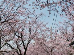 2012/04/02 密蔵院の安行桜