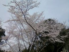 桜の花見その１