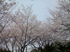 桜の花見その２