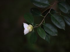 春の松花堂庭園