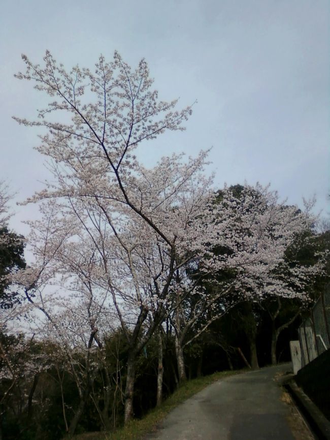熊本県玉名市の蛇ヶ谷公園で桜の花を見てきました。