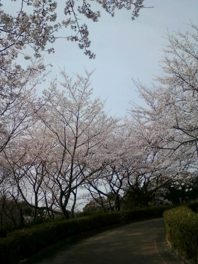 熊本県玉名市の蛇ヶ谷公園で桜の花を見てきました。桜の花見その１の続きです。