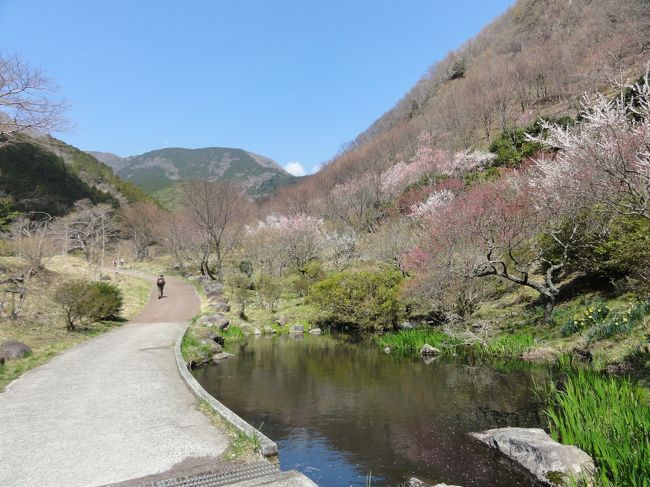 幕山ハイキング　梅と桜を楽しむ