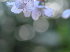 京都　車折神社と法輪寺の桜