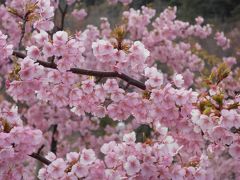 早咲きの桜「河津桜」が満開の国営明石海峡公園
